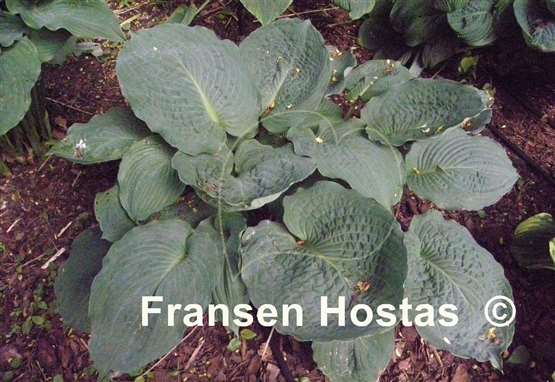 Hosta Smokey Bear